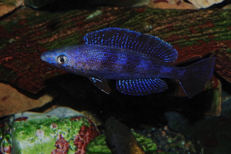 Cyprichromis microlepidotus 'Kilila'